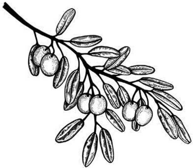 Иллюстрация к книге — Вкусная Венеция. Любовь, еда и тайны северной Италии [image34.jpg]