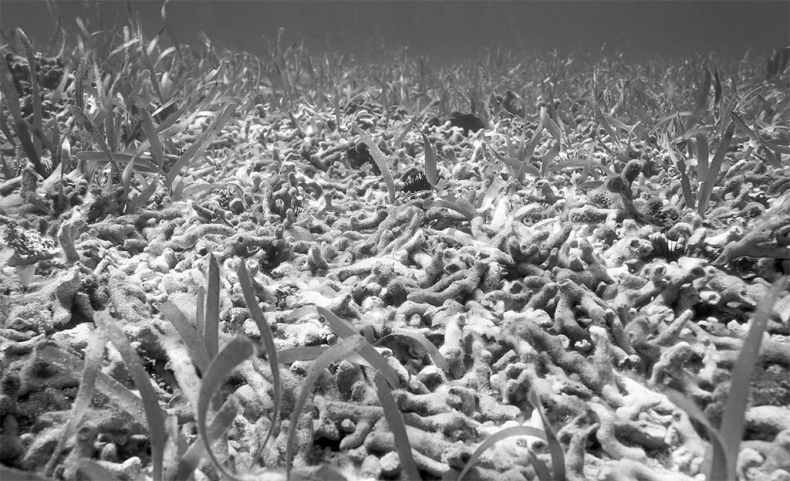 Иллюстрация к книге — Поможет только вода [_60.jpg]