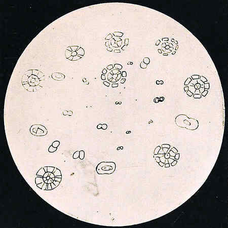Иллюстрация к книге — История алхимии. Путешествие философского камня из бронзового века в атомный [i_269.jpg]