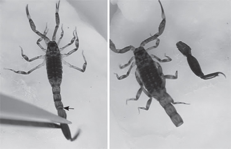 Иллюстрация к книге — Панмедиа. COVID-19, люди и политика [i_029.jpg]