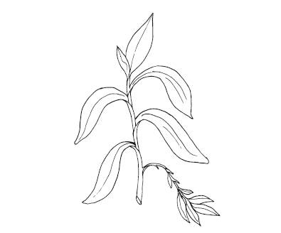 Иллюстрация к книге — Лечебные комнатные растения. ТОП-20 лекарей с вашего подоконника [_10.jpg]