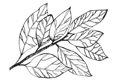 Иллюстрация к книге — Лечебные комнатные растения. ТОП-20 лекарей с вашего подоконника [_13.jpg]