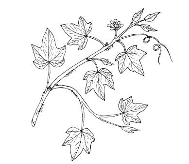 Иллюстрация к книге — Лечебные комнатные растения. ТОП-20 лекарей с вашего подоконника [_17.jpg]