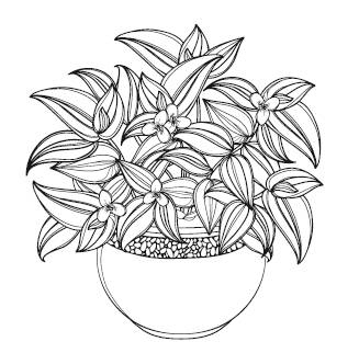 Иллюстрация к книге — Лечебные комнатные растения. ТОП-20 лекарей с вашего подоконника [_20.jpg]