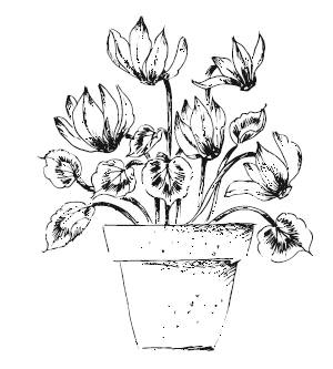 Иллюстрация к книге — Лечебные комнатные растения. ТОП-20 лекарей с вашего подоконника [_23.jpg]