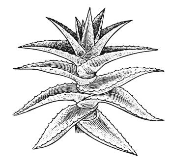 Иллюстрация к книге — Лечебные комнатные растения. ТОП-20 лекарей с вашего подоконника [_3.jpg]