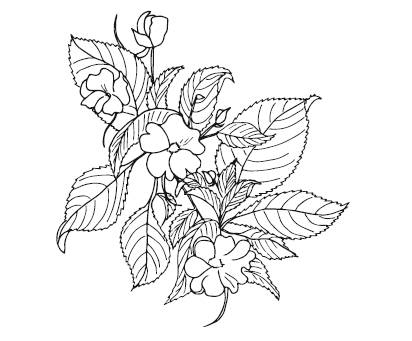 Иллюстрация к книге — Лечебные комнатные растения. ТОП-20 лекарей с вашего подоконника [_4.jpg]