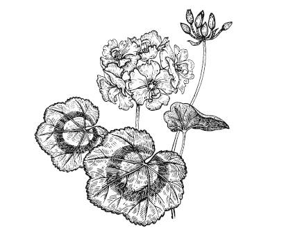 Иллюстрация к книге — Лечебные комнатные растения. ТОП-20 лекарей с вашего подоконника [_6.jpg]