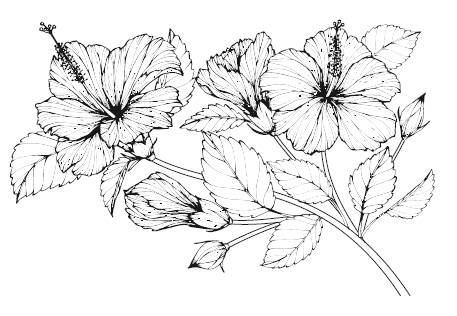 Иллюстрация к книге — Лечебные комнатные растения. ТОП-20 лекарей с вашего подоконника [_7.jpg]