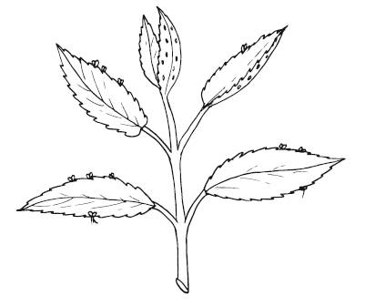 Иллюстрация к книге — Лечебные комнатные растения. ТОП-20 лекарей с вашего подоконника [_9.jpg]