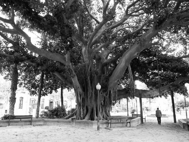 Иллюстрация к книге — Испания со вкусом солнца. Гаспачо для печального рыцаря [i_066.jpg]