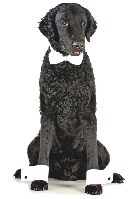 Иллюстрация к книге — Чушь собачья, или Мир на поводке [i_004.jpg]