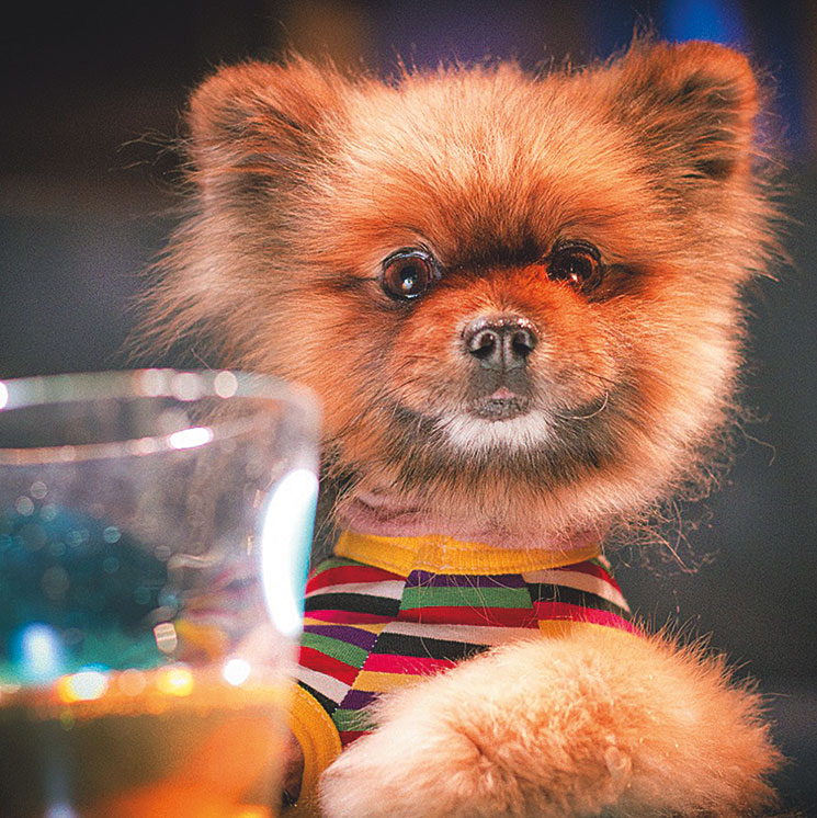 Иллюстрация к книге — Чушь собачья, или Мир на поводке [i_007.jpg]