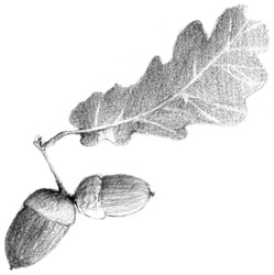 Иллюстрация к книге — Истории Дядюшки Дуба. Книга 2. Сердце [i_002.jpg]