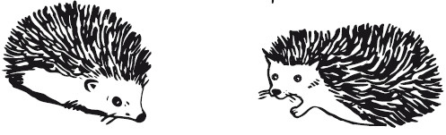 Иллюстрация к книге — 25 граммов счастья. История маленького ежика, который изменил жизнь человека [i_016.jpg]