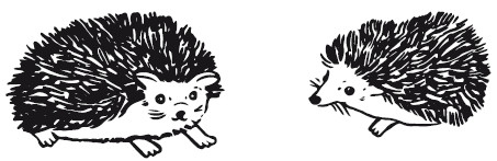 Иллюстрация к книге — 25 граммов счастья. История маленького ежика, который изменил жизнь человека [i_033.jpg]