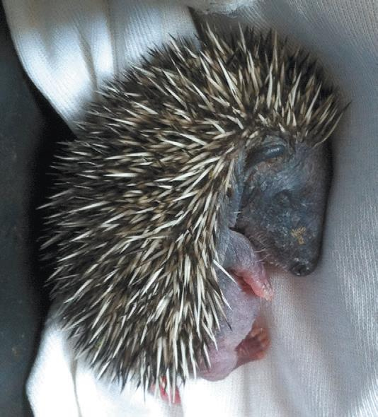 Иллюстрация к книге — 25 граммов счастья. История маленького ежика, который изменил жизнь человека [i_037.jpg]