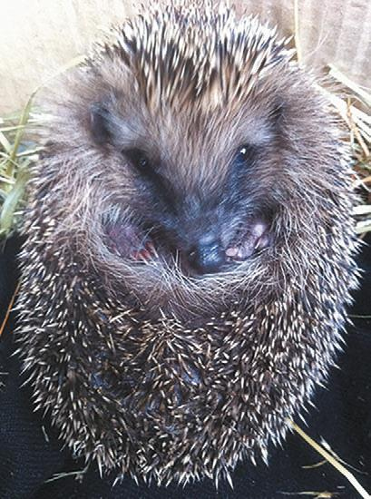 Иллюстрация к книге — 25 граммов счастья. История маленького ежика, который изменил жизнь человека [i_039.jpg]