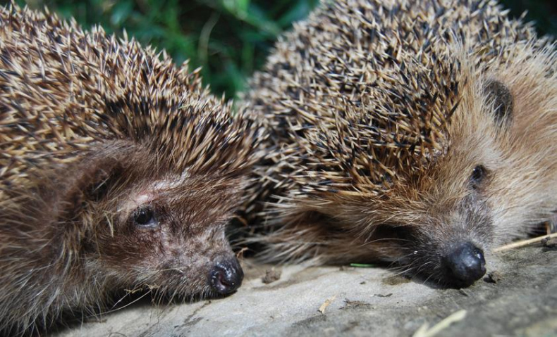 Иллюстрация к книге — 25 граммов счастья. История маленького ежика, который изменил жизнь человека [i_042.jpg]