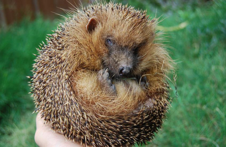 Иллюстрация к книге — 25 граммов счастья. История маленького ежика, который изменил жизнь человека [i_043.jpg]