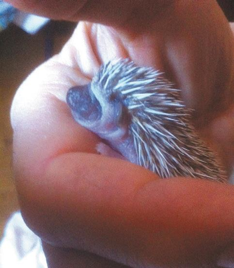 Иллюстрация к книге — 25 граммов счастья. История маленького ежика, который изменил жизнь человека [i_045.jpg]