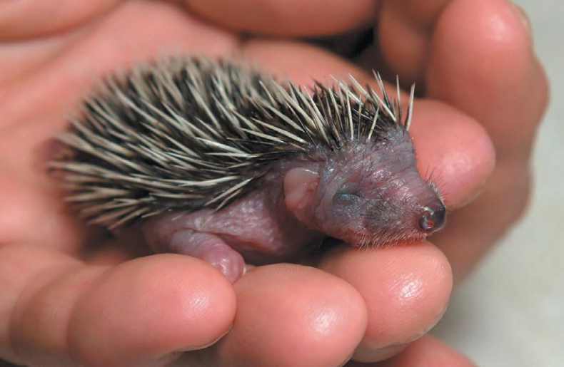 Иллюстрация к книге — 25 граммов счастья. История маленького ежика, который изменил жизнь человека [i_046.jpg]