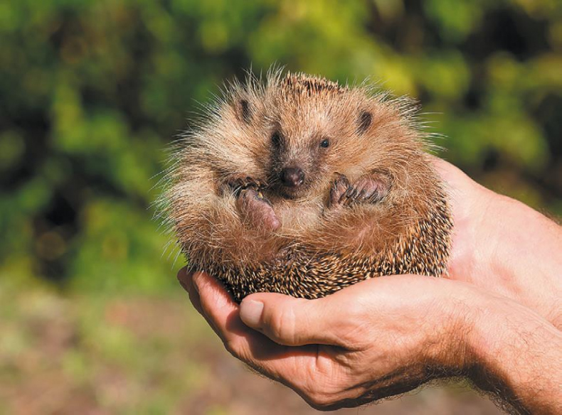 Иллюстрация к книге — 25 граммов счастья. История маленького ежика, который изменил жизнь человека [i_051.jpg]