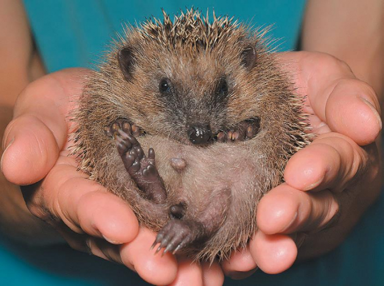 Иллюстрация к книге — 25 граммов счастья. История маленького ежика, который изменил жизнь человека [i_053.jpg]