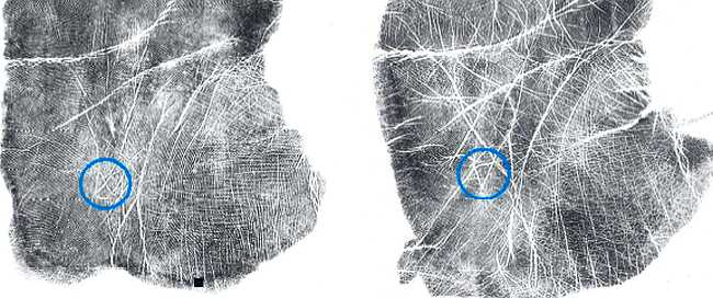 Иллюстрация к книге — Психология руки. Полный обзор теории и практики хиромантии [_18.jpg]
