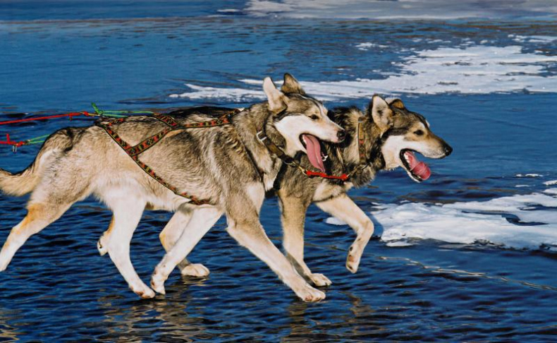 Иллюстрация к книге — Дикая одиссея. 6 000 км по Сибири, Китаю и Монголии с моими собаками [i_011.jpg]