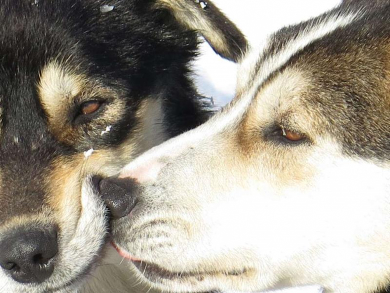 Иллюстрация к книге — Дикая одиссея. 6 000 км по Сибири, Китаю и Монголии с моими собаками [i_012.jpg]