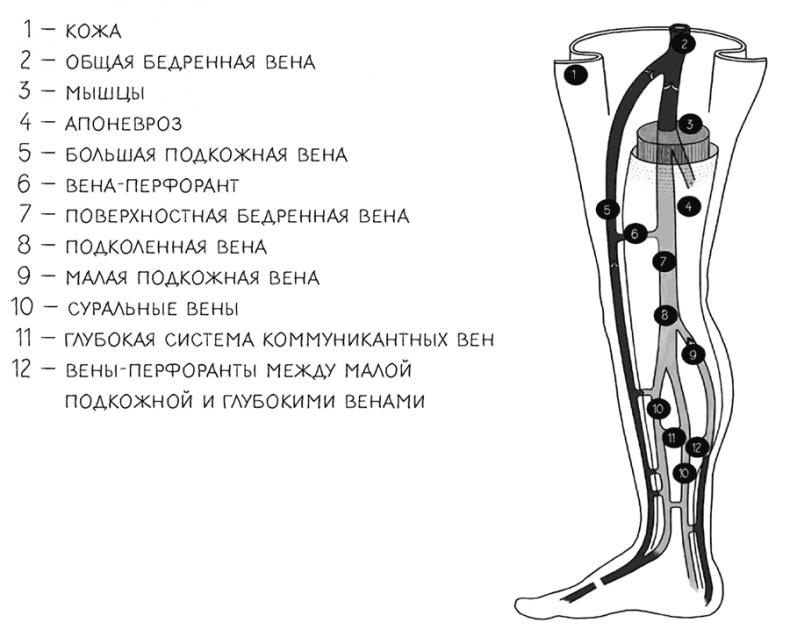 Иллюстрация к книге — Внутривенно. Что происходит с сосудами, по которым движется ваша кровь, как вылечить то, что уже болит, и не допустить проблем в будущем [i_003.jpg]