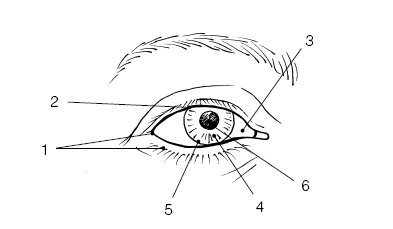 Иллюстрация к книге — Сохраните зрение! Лечебная гимнастика по Фохтину против близорукости, дальнозоркости, глаукомы, катаракты [i_006.jpg]