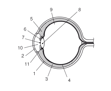 Иллюстрация к книге — Сохраните зрение! Лечебная гимнастика по Фохтину против близорукости, дальнозоркости, глаукомы, катаракты [i_007.jpg]