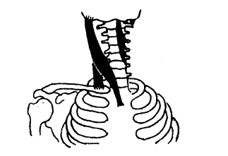 Иллюстрация к книге — Сохраните зрение! Лечебная гимнастика по Фохтину против близорукости, дальнозоркости, глаукомы, катаракты [i_058.jpg]