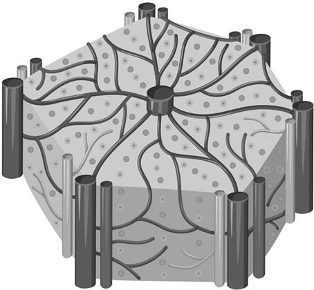 Иллюстрация к книге — О чем молчит печень. Как уловить сигналы самого крупного внутреннего органа, который предпочитает оставаться в тени [i_003.jpg]