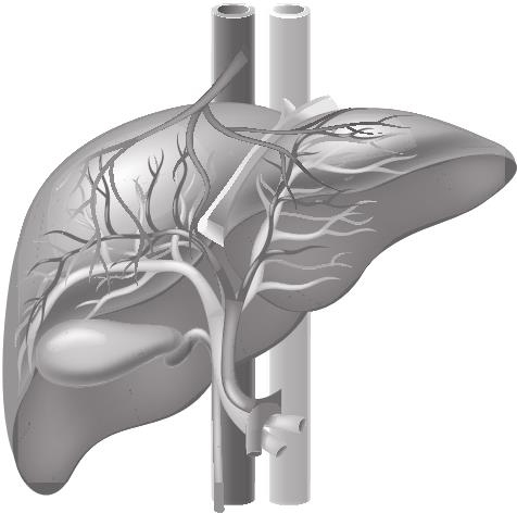 Иллюстрация к книге — О чем молчит печень. Как уловить сигналы самого крупного внутреннего органа, который предпочитает оставаться в тени [i_004.jpg]