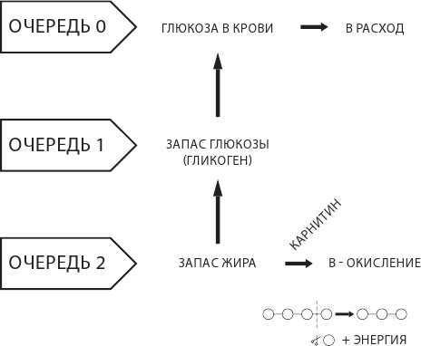 Иллюстрация к книге — О чем молчит печень. Как уловить сигналы самого крупного внутреннего органа, который предпочитает оставаться в тени [i_010.jpg]