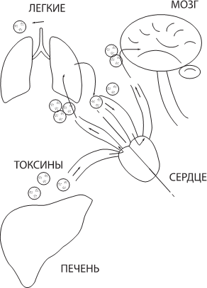 Иллюстрация к книге — О чем молчит печень. Как уловить сигналы самого крупного внутреннего органа, который предпочитает оставаться в тени [i_017.jpg]