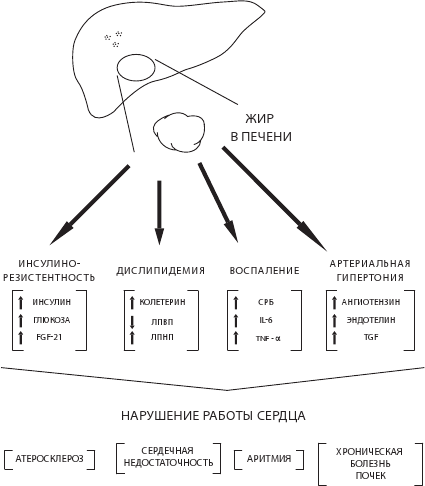 Иллюстрация к книге — О чем молчит печень. Как уловить сигналы самого крупного внутреннего органа, который предпочитает оставаться в тени [i_023.jpg]