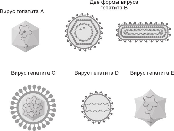 Иллюстрация к книге — О чем молчит печень. Как уловить сигналы самого крупного внутреннего органа, который предпочитает оставаться в тени [i_032.jpg]