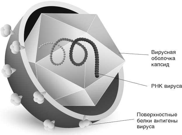 Иллюстрация к книге — О чем молчит печень. Как уловить сигналы самого крупного внутреннего органа, который предпочитает оставаться в тени [i_038.jpg]
