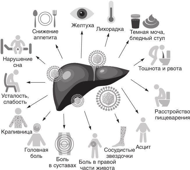 Иллюстрация к книге — О чем молчит печень. Как уловить сигналы самого крупного внутреннего органа, который предпочитает оставаться в тени [i_040.jpg]