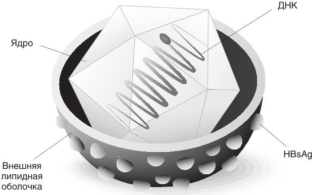 Иллюстрация к книге — О чем молчит печень. Как уловить сигналы самого крупного внутреннего органа, который предпочитает оставаться в тени [i_045.jpg]