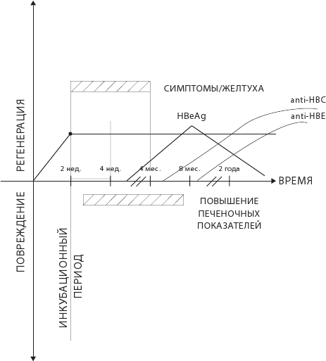 Иллюстрация к книге — О чем молчит печень. Как уловить сигналы самого крупного внутреннего органа, который предпочитает оставаться в тени [i_046.jpg]