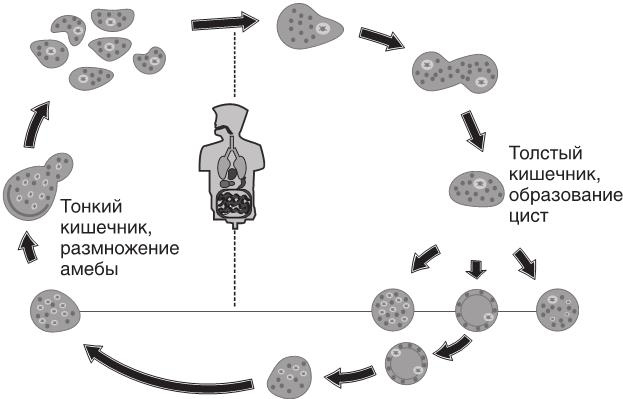 Иллюстрация к книге — О чем молчит печень. Как уловить сигналы самого крупного внутреннего органа, который предпочитает оставаться в тени [i_060.jpg]