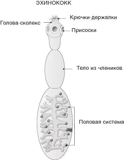 Иллюстрация к книге — О чем молчит печень. Как уловить сигналы самого крупного внутреннего органа, который предпочитает оставаться в тени [i_065.jpg]