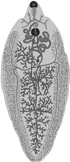 Иллюстрация к книге — О чем молчит печень. Как уловить сигналы самого крупного внутреннего органа, который предпочитает оставаться в тени [i_069.jpg]