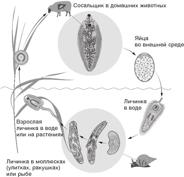 Иллюстрация к книге — О чем молчит печень. Как уловить сигналы самого крупного внутреннего органа, который предпочитает оставаться в тени [i_070.jpg]