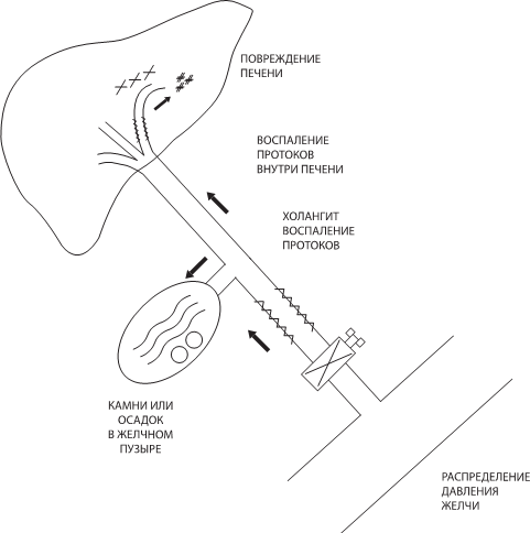 Иллюстрация к книге — О чем молчит печень. Как уловить сигналы самого крупного внутреннего органа, который предпочитает оставаться в тени [i_079.jpg]